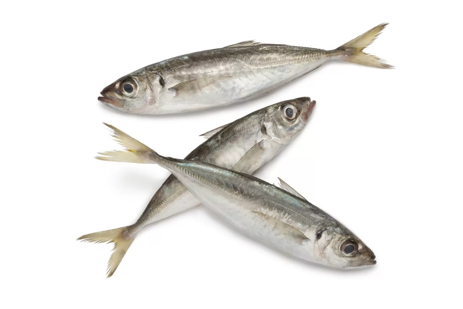 Horse Mackerel/Pack