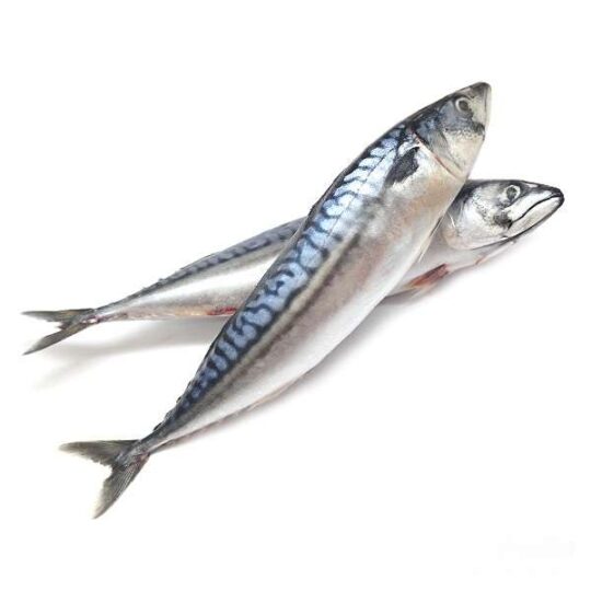 Mackerel frozen Fish pack